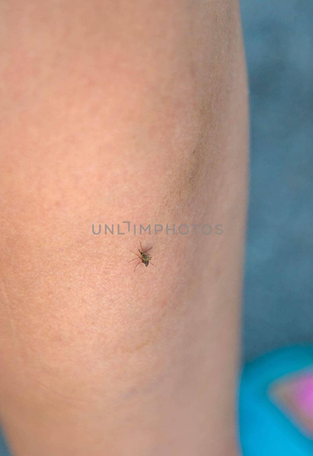 A mosquito bites a person close-up. Selective focus. by yanadjana