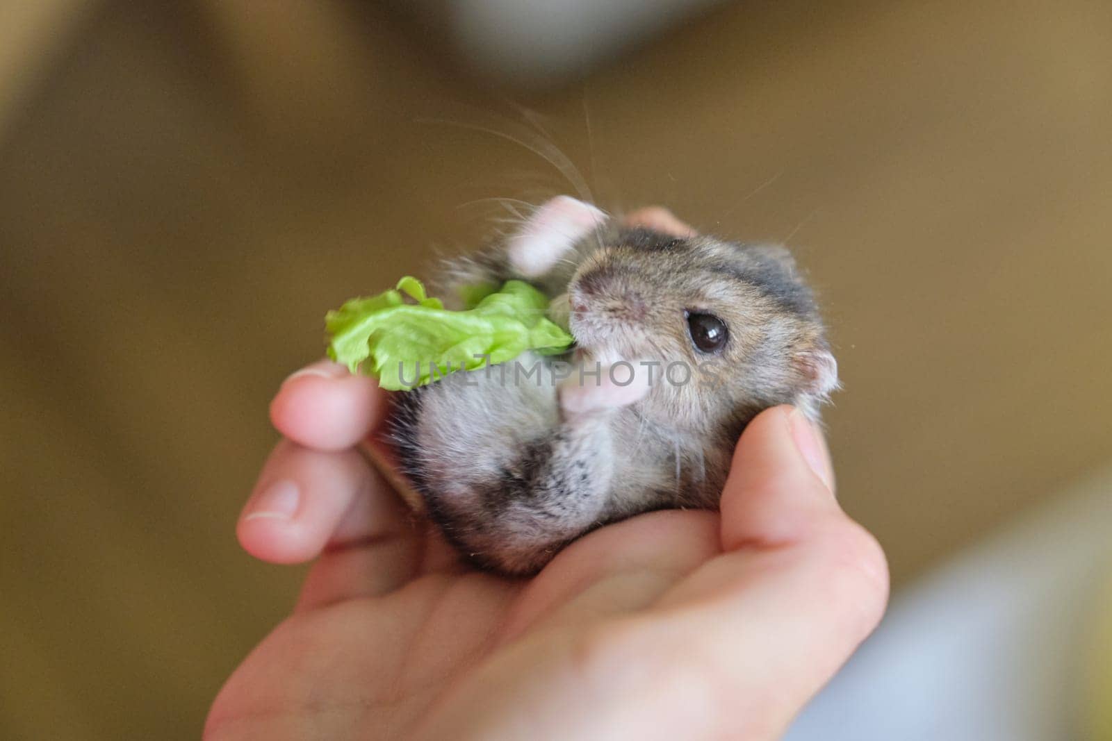 Small fluffy gray Dzungarian hamster eating green leaf of lettuce in child hand by VH-studio