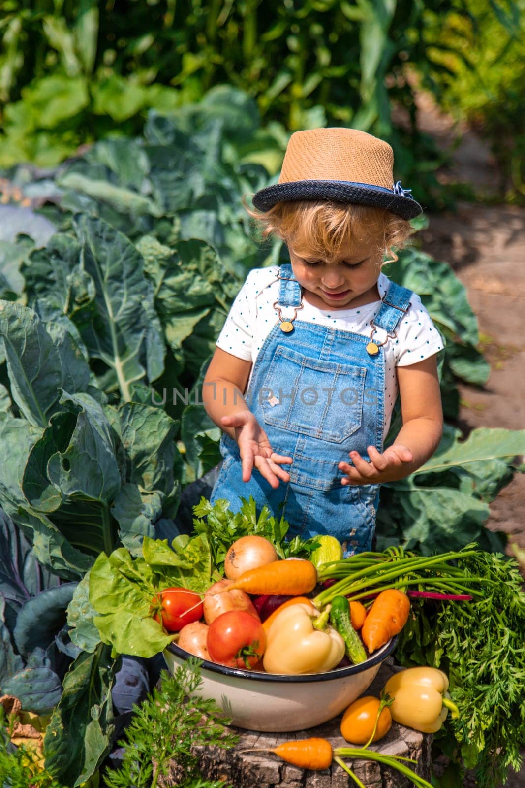 A child harvests vegetables in the garden. Selective focus. by yanadjana