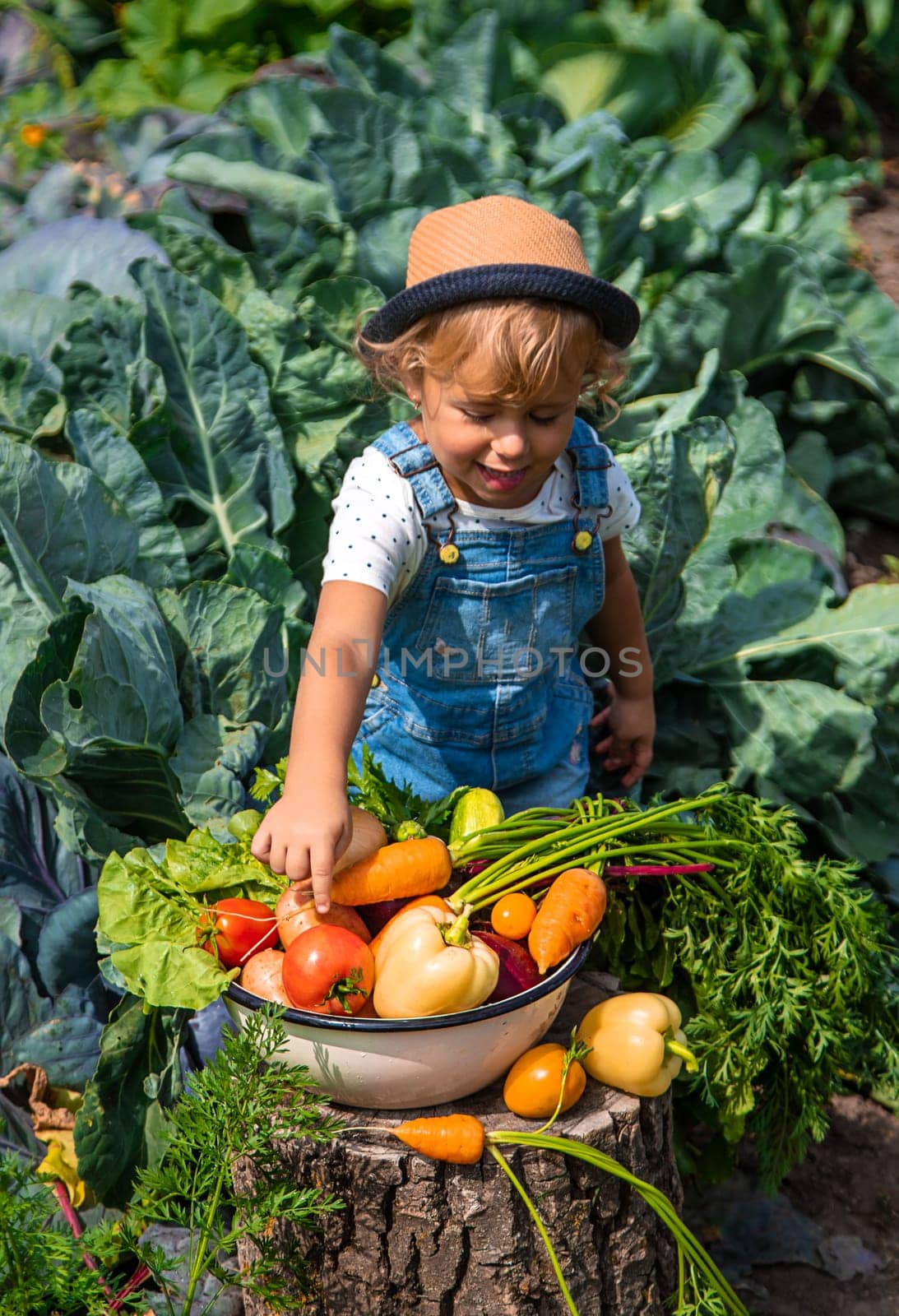 A child harvests vegetables in the garden. Selective focus. by yanadjana