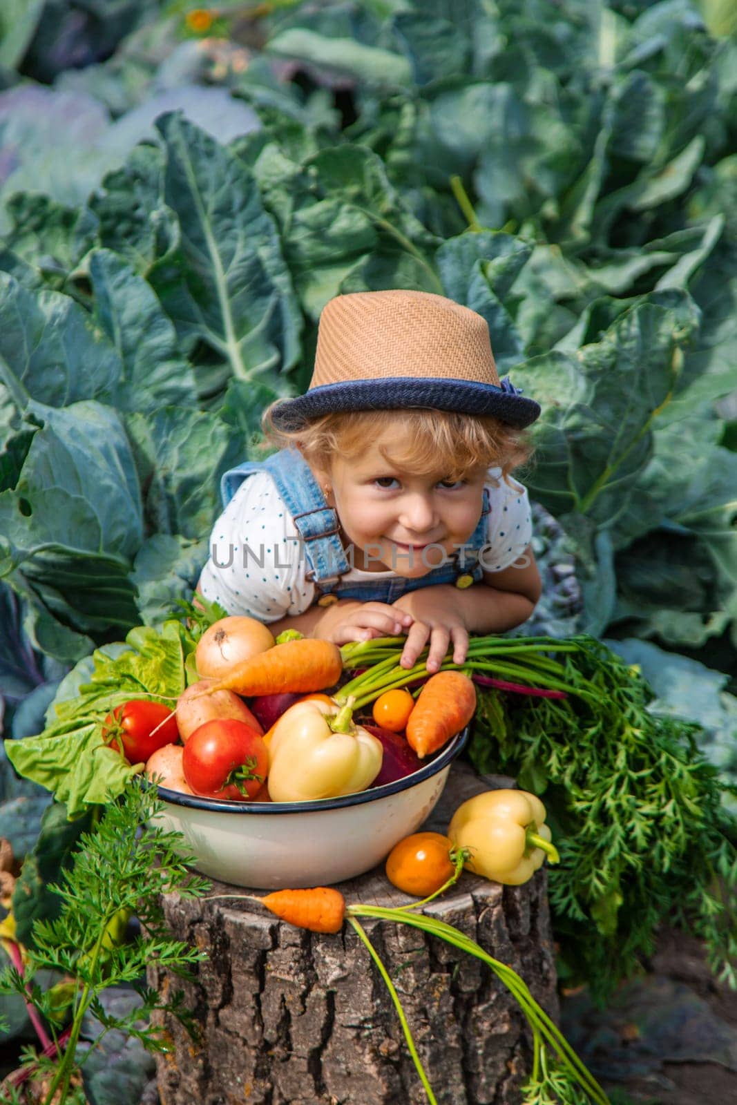 A child harvests vegetables in the garden. Selective focus. Food.