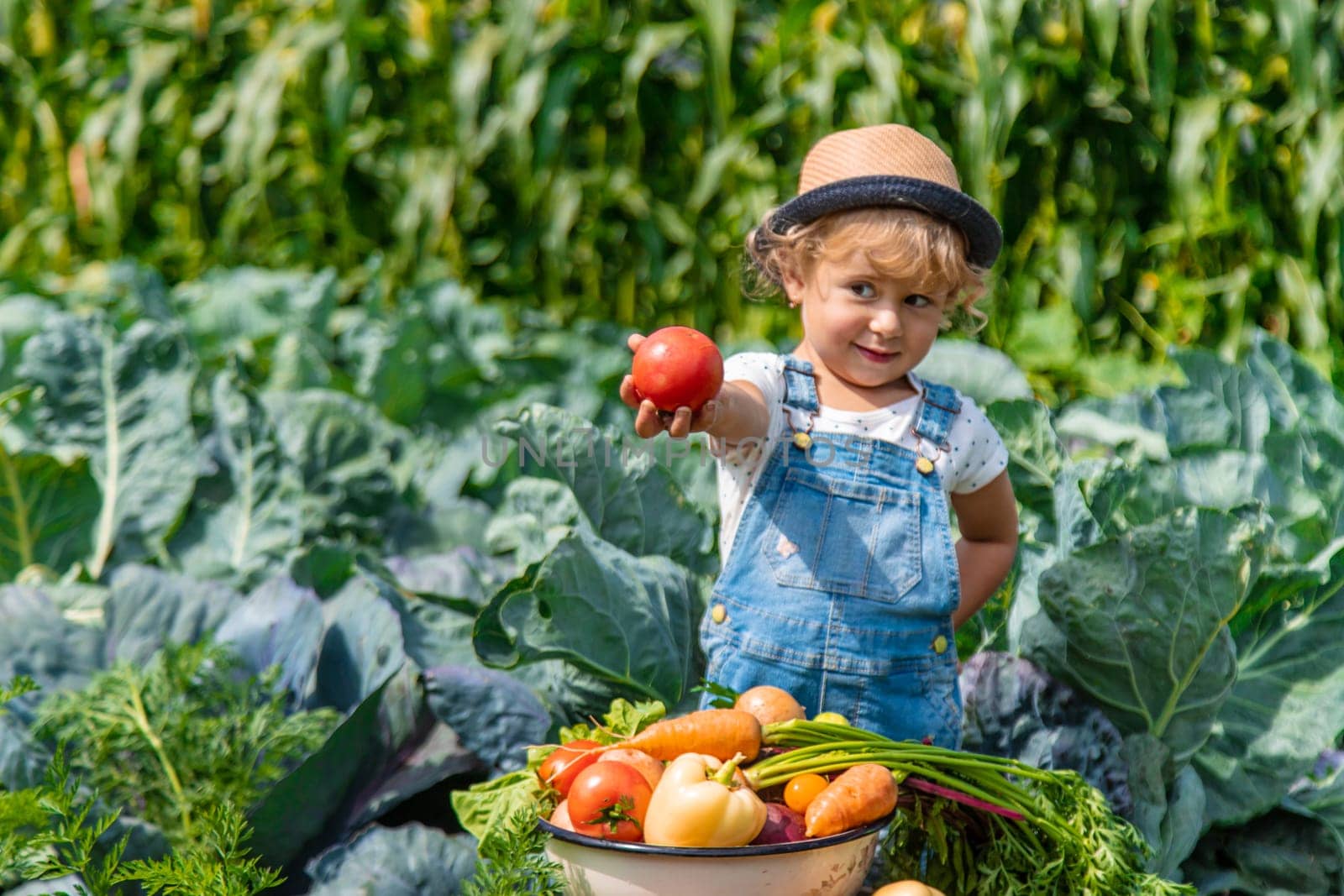 A child harvests vegetables in the garden. Selective focus. Food.