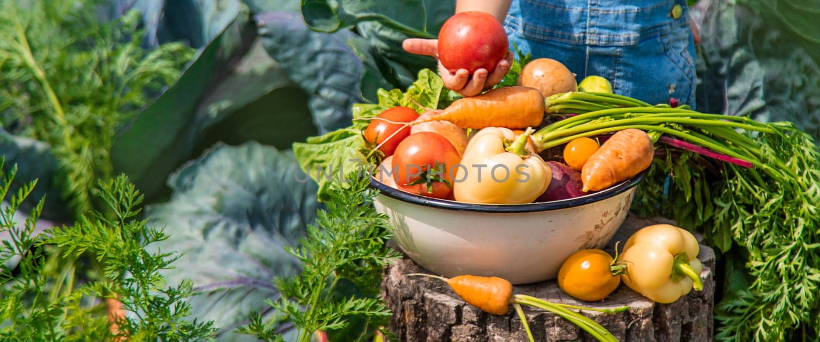 A child harvests vegetables in the garden. Selective focus. Food.