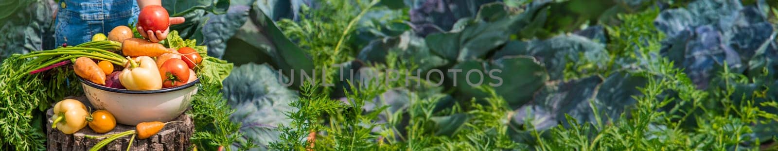 A child harvests vegetables in the garden. Selective focus. Food.