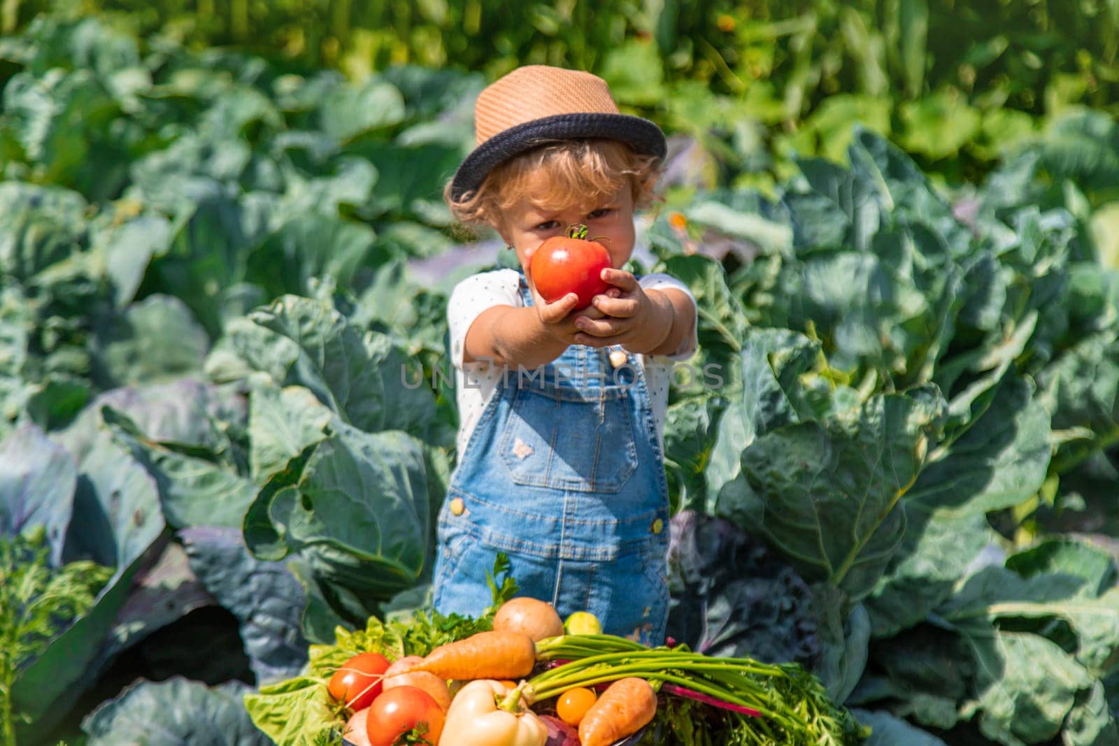 A child harvests vegetables in the garden. Selective focus. Food.