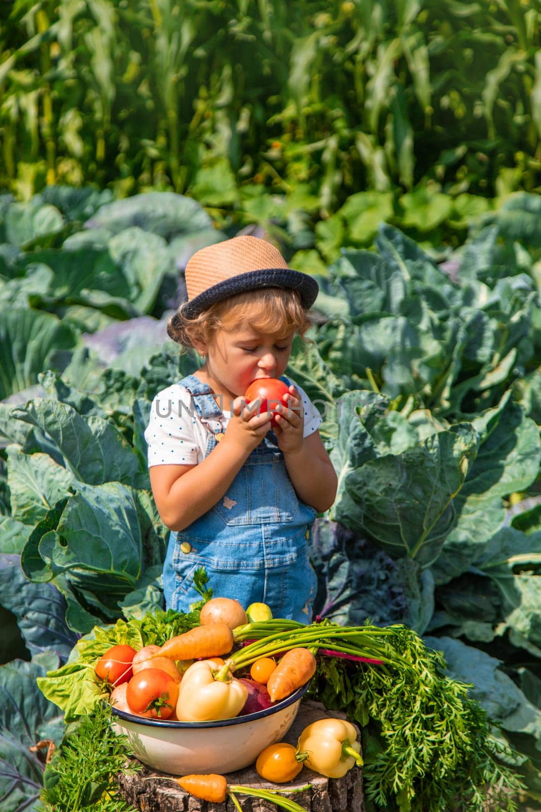 A child harvests vegetables in the garden. Selective focus. by yanadjana