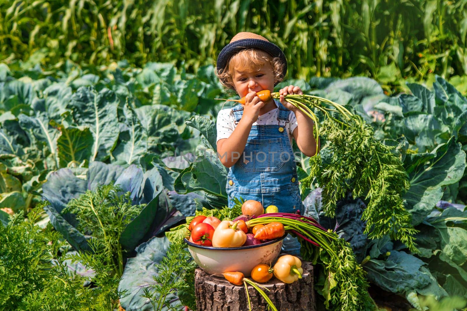 A child harvests vegetables in the garden. Selective focus. Food.