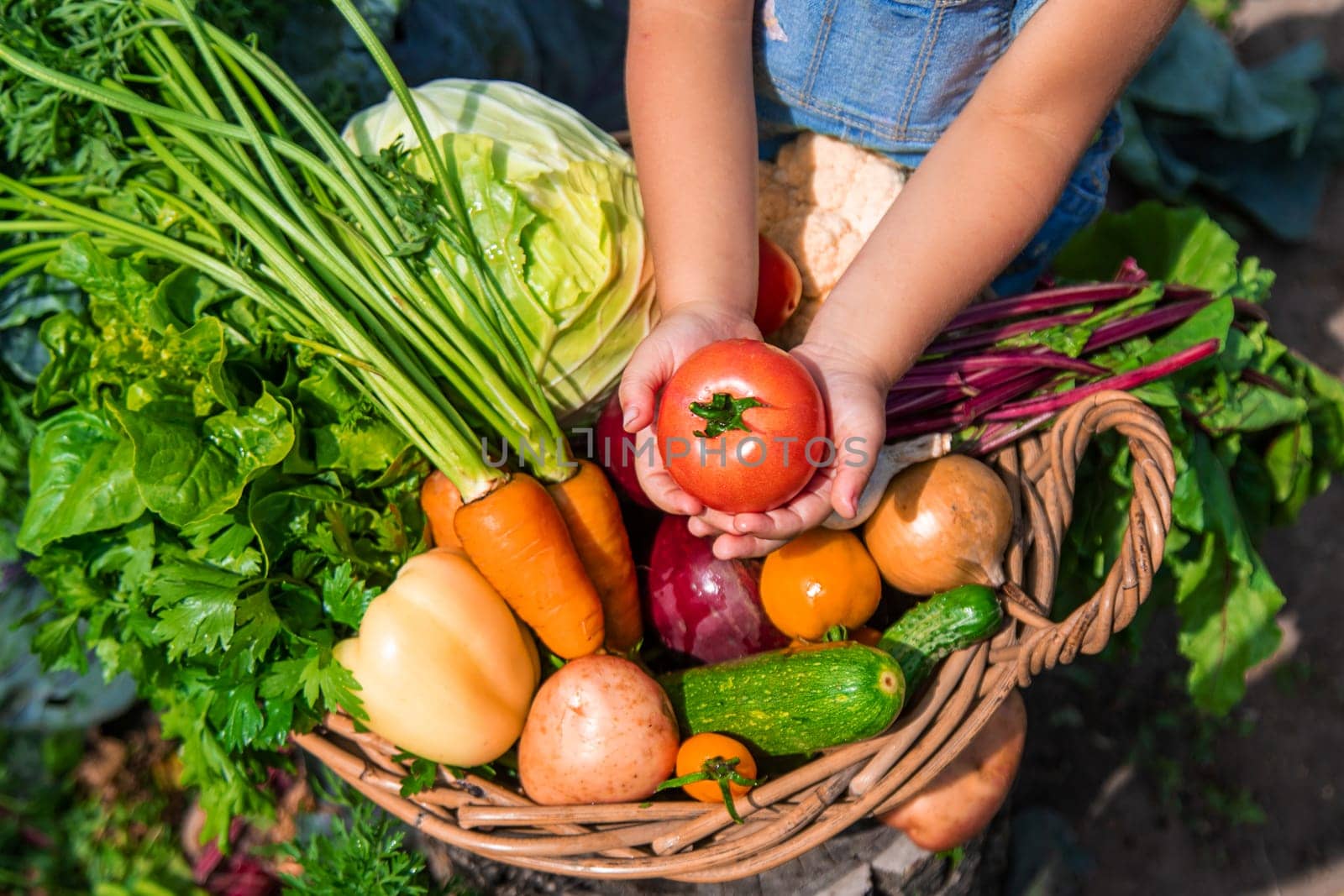 A child harvests vegetables in the garden. Selective focus. Food.