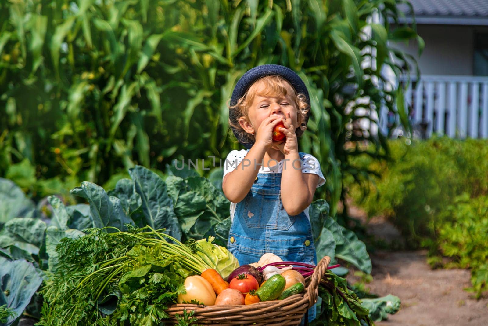 A child harvests vegetables in the garden. Selective focus. Food.