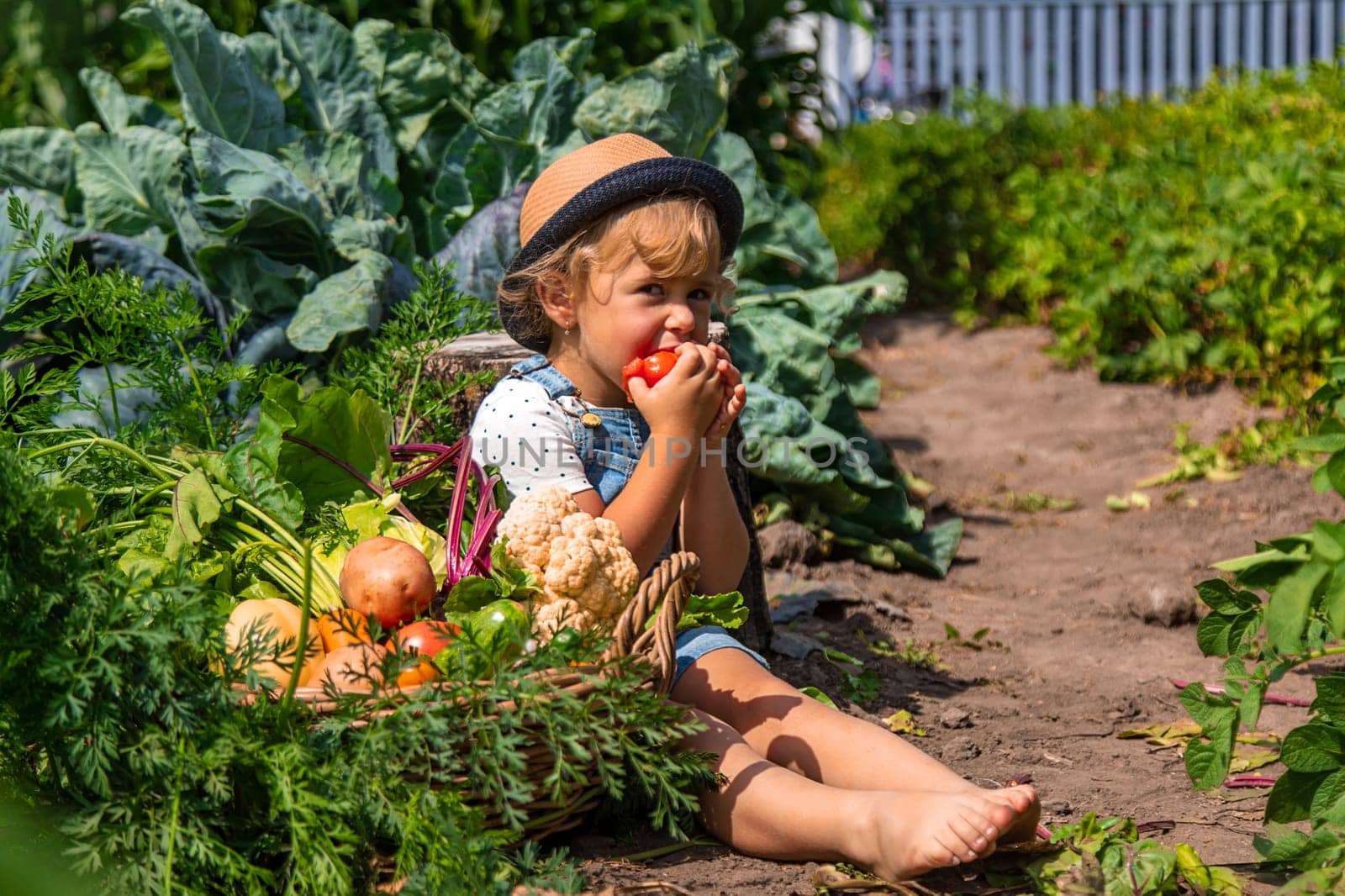 A child harvests vegetables in the garden. Selective focus. Food.