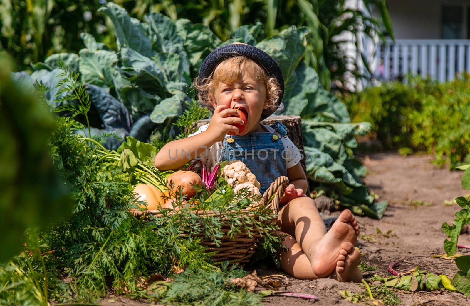 A child harvests vegetables in the garden. Selective focus. Food.