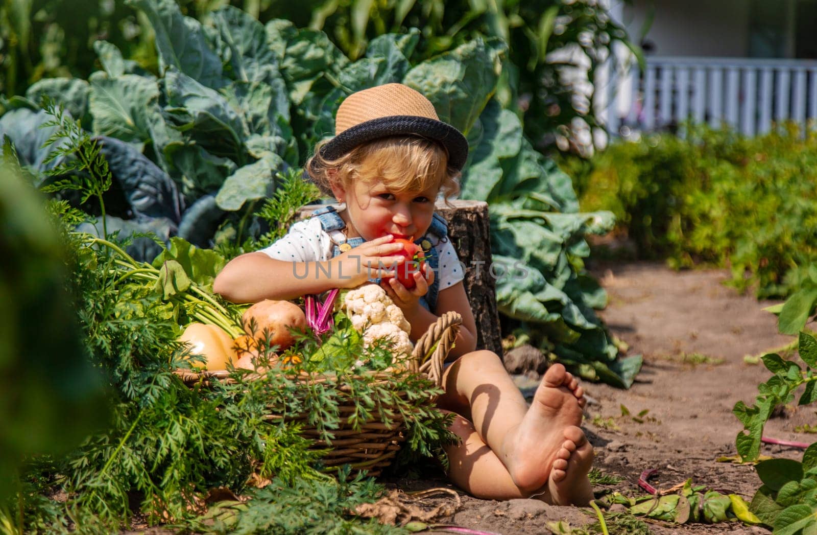 A child harvests vegetables in the garden. Selective focus. Food.