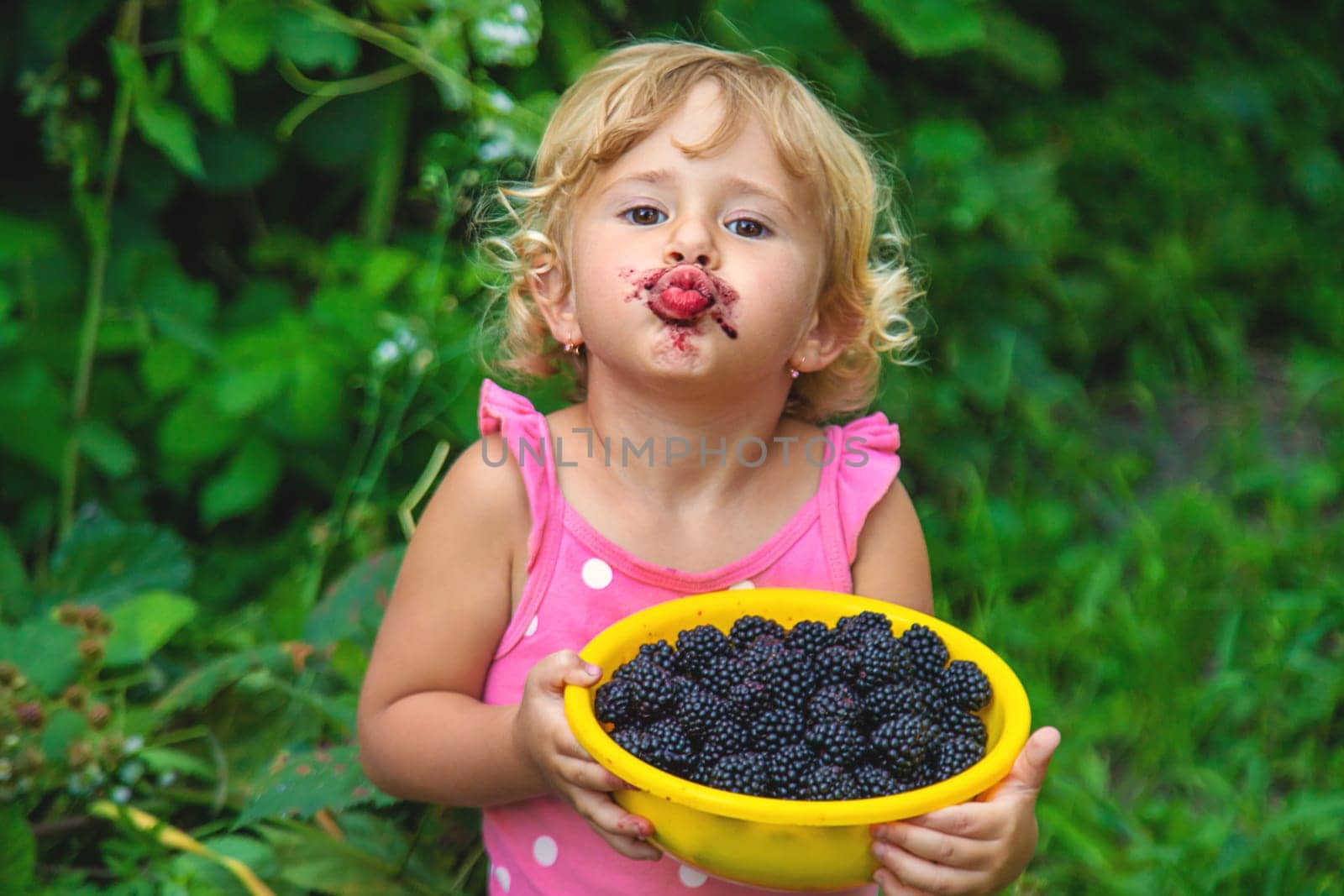 A child in the garden eats blackberries. Selective focus. Kid.