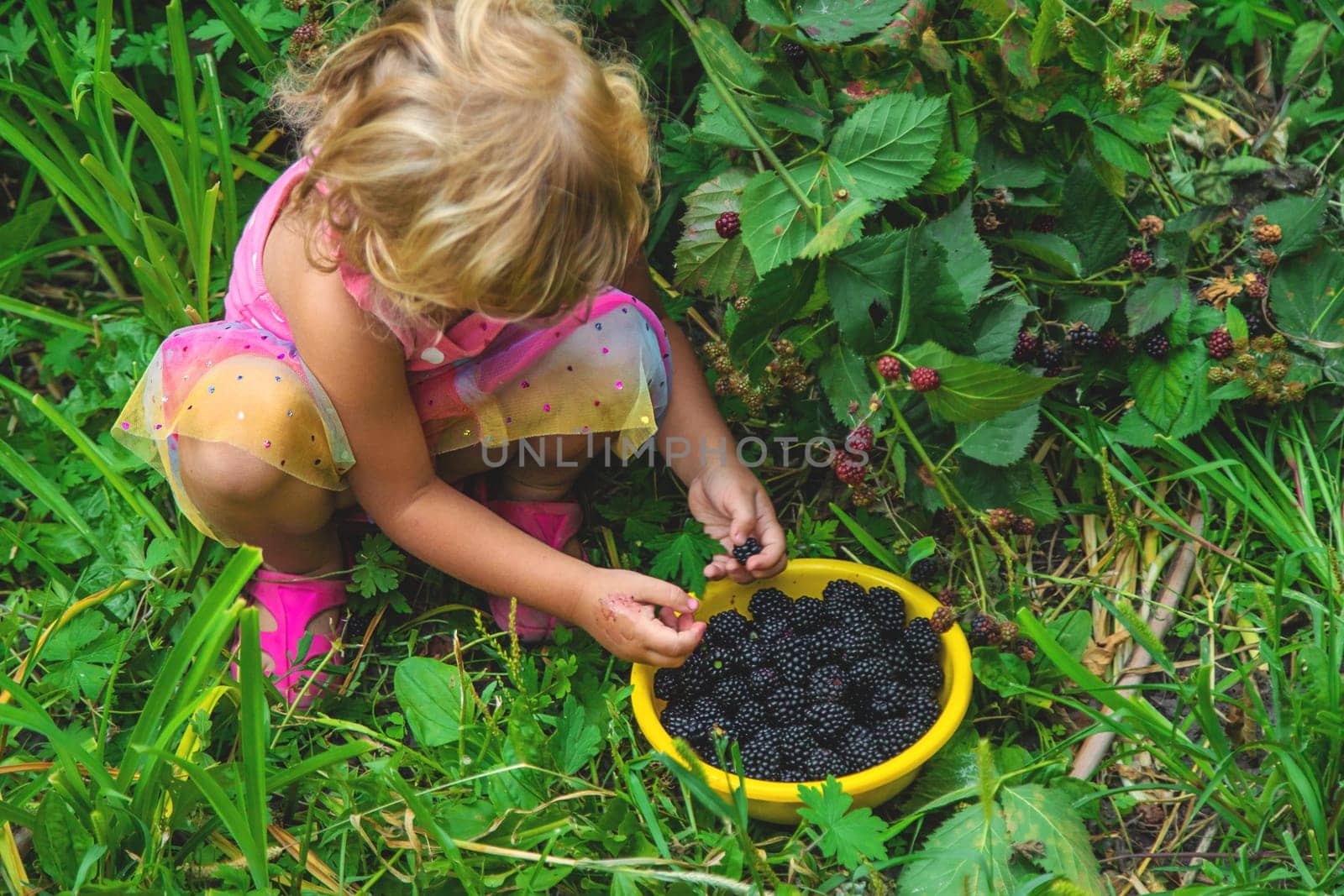 A child in the garden eats blackberries. Selective focus. Kid.