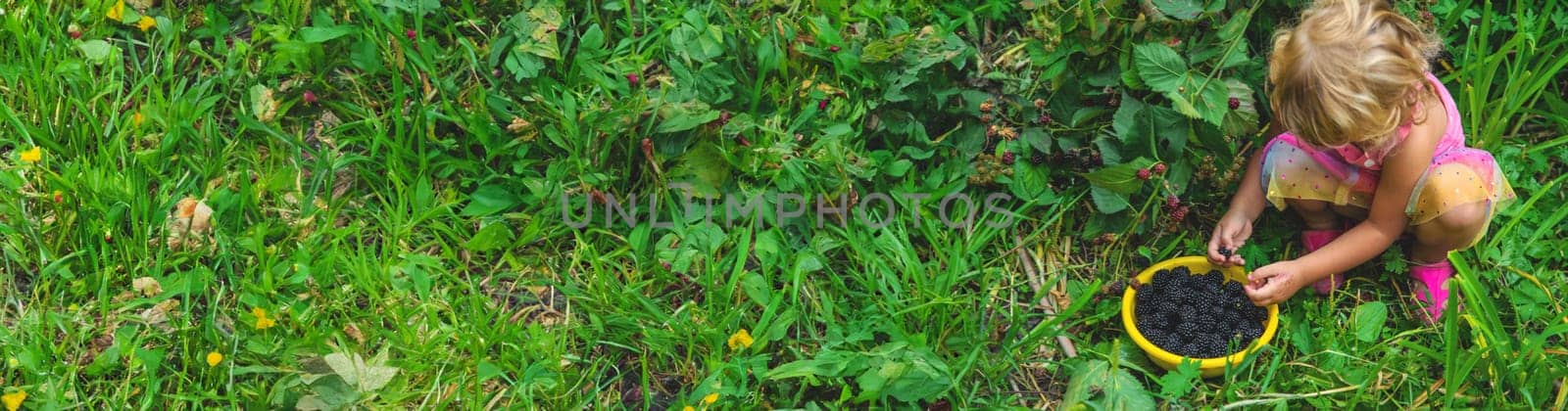 A child in the garden eats blackberries. Selective focus. by yanadjana