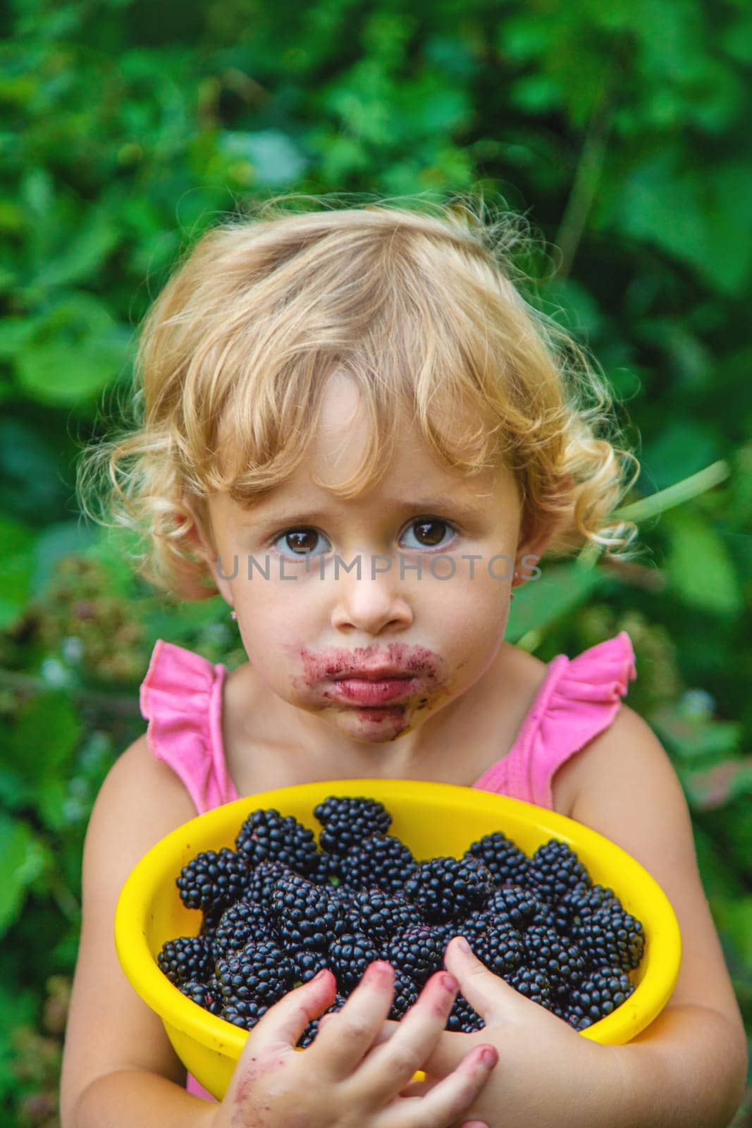 A child in the garden eats blackberries. Selective focus. Kid.