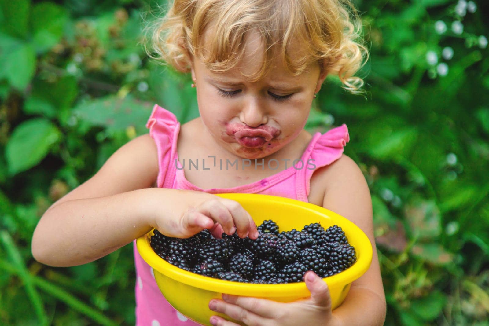 A child in the garden eats blackberries. Selective focus. Kid.