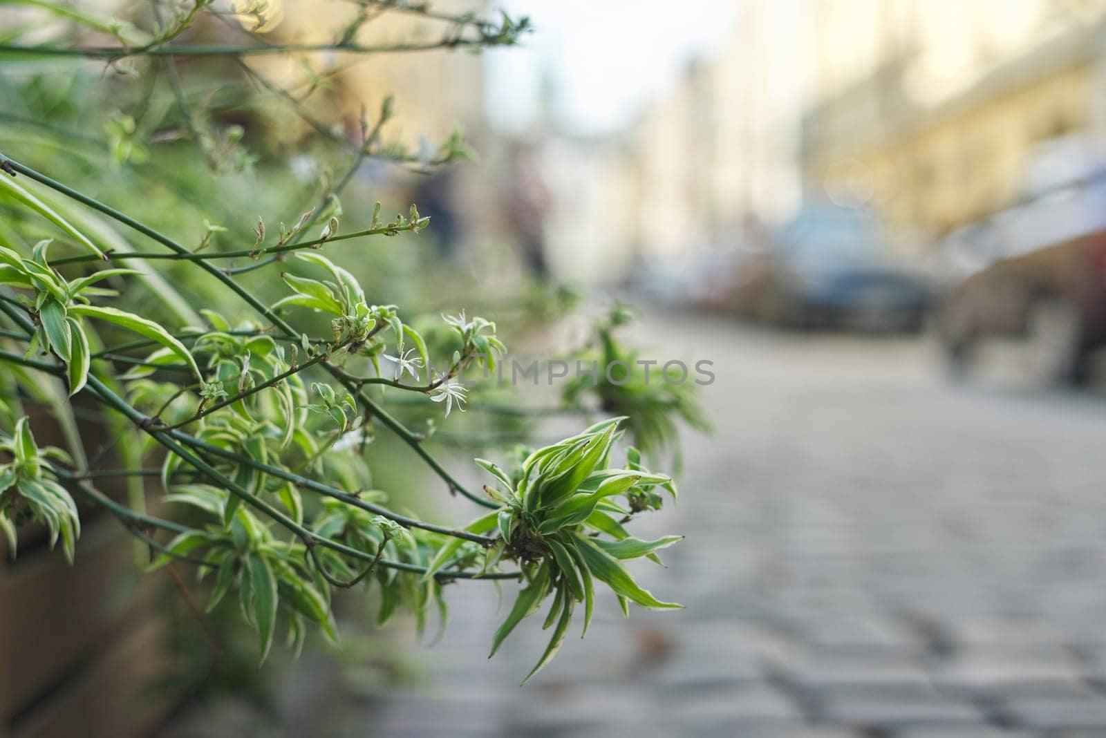 Landscaping and decoration of city streets, plants in flower pots by VH-studio