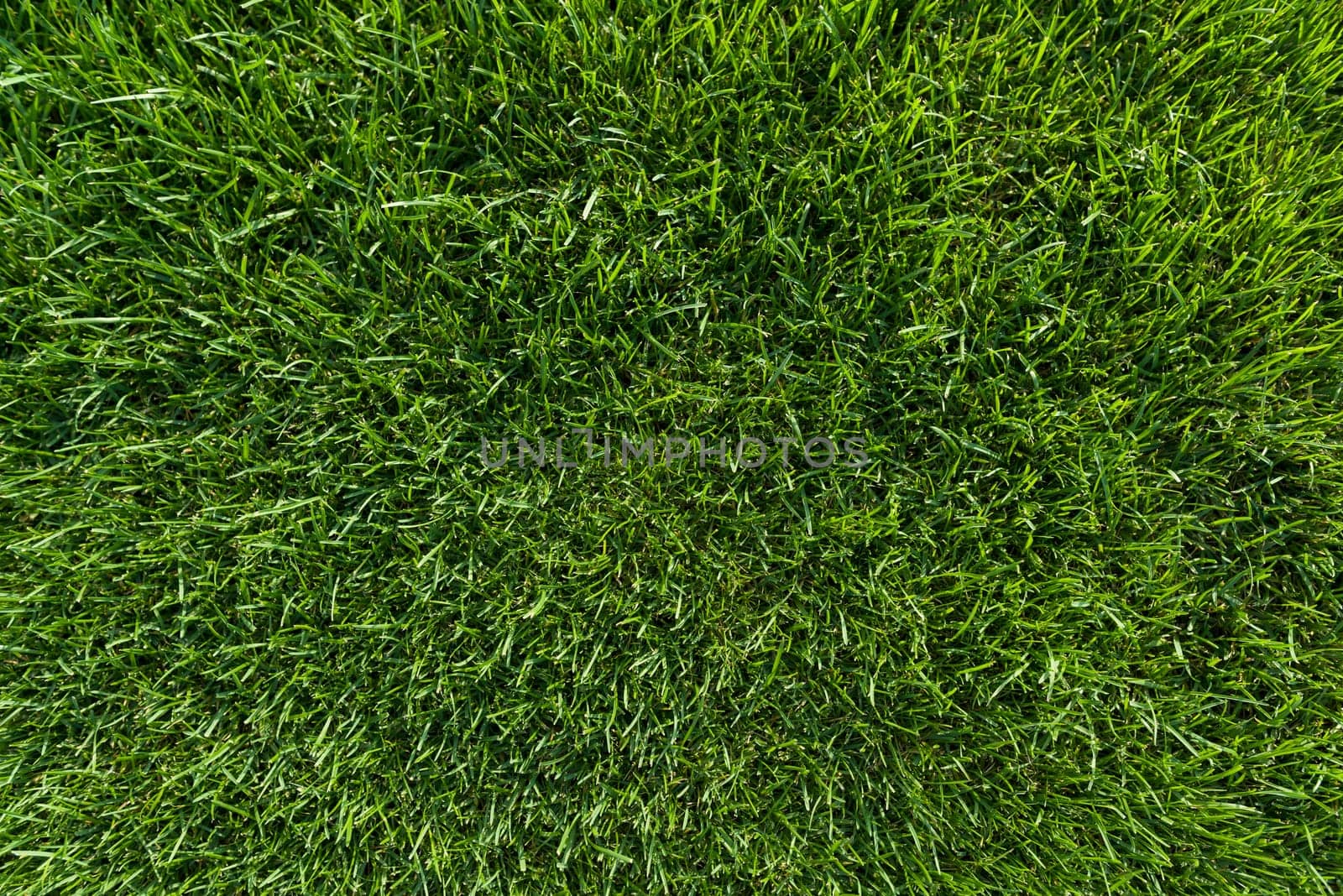 Abstract texture background, natural bright green grass by VH-studio