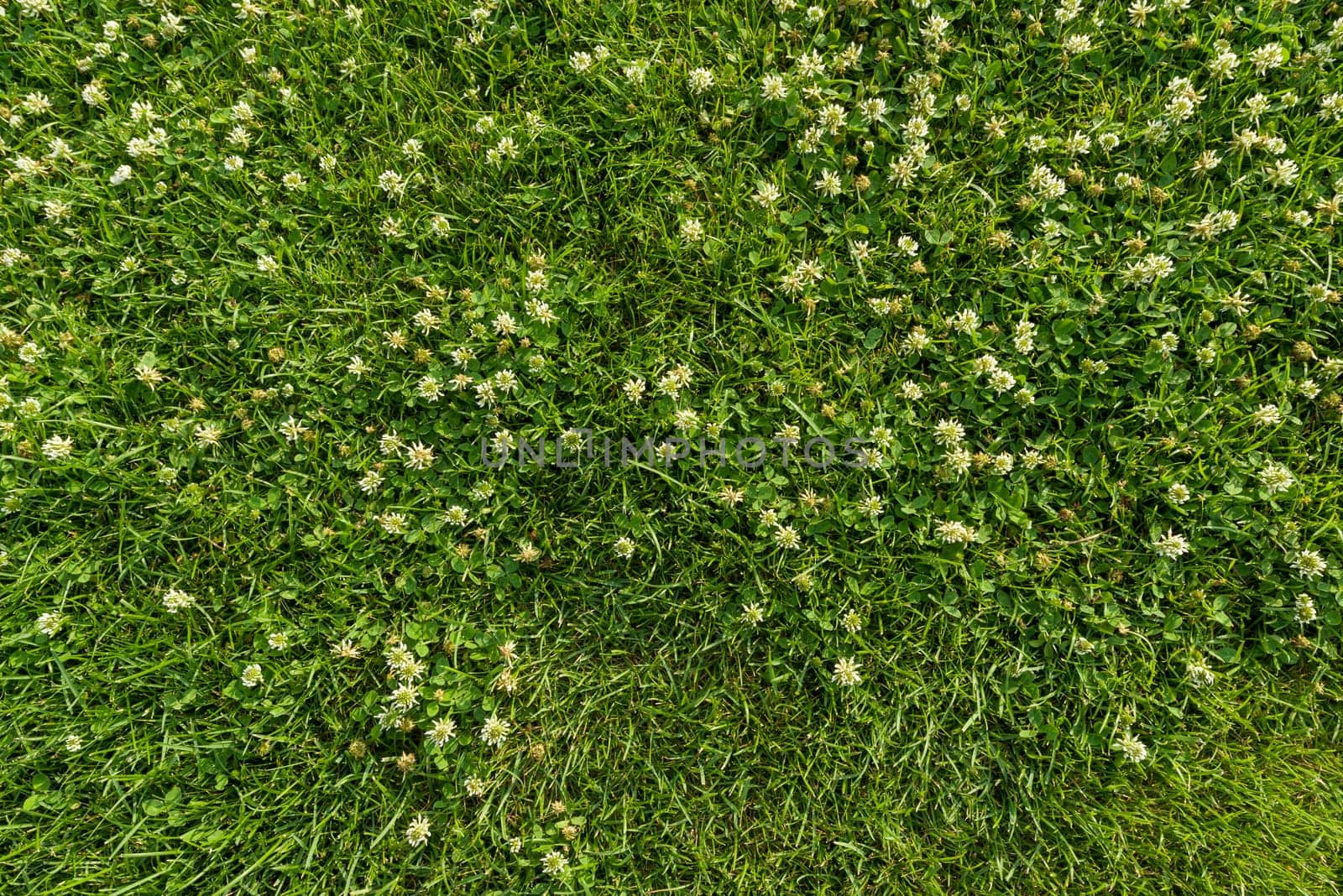 Abstract texture background, natural bright green grass with white flowers of clover, close-up lawn carpet, top view