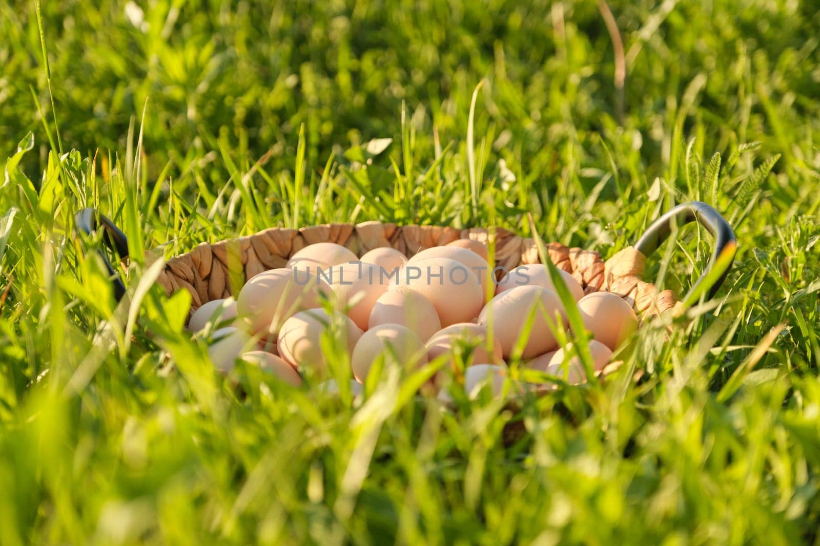 Farm fresh chicken eggs in basket on the grass in nature, healthy natural food by VH-studio