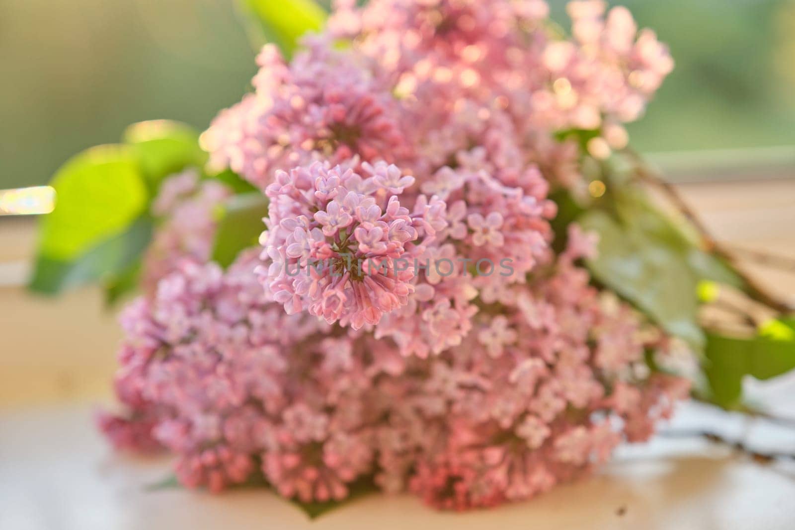 Close-up of lilac flowers at sunset lighting,