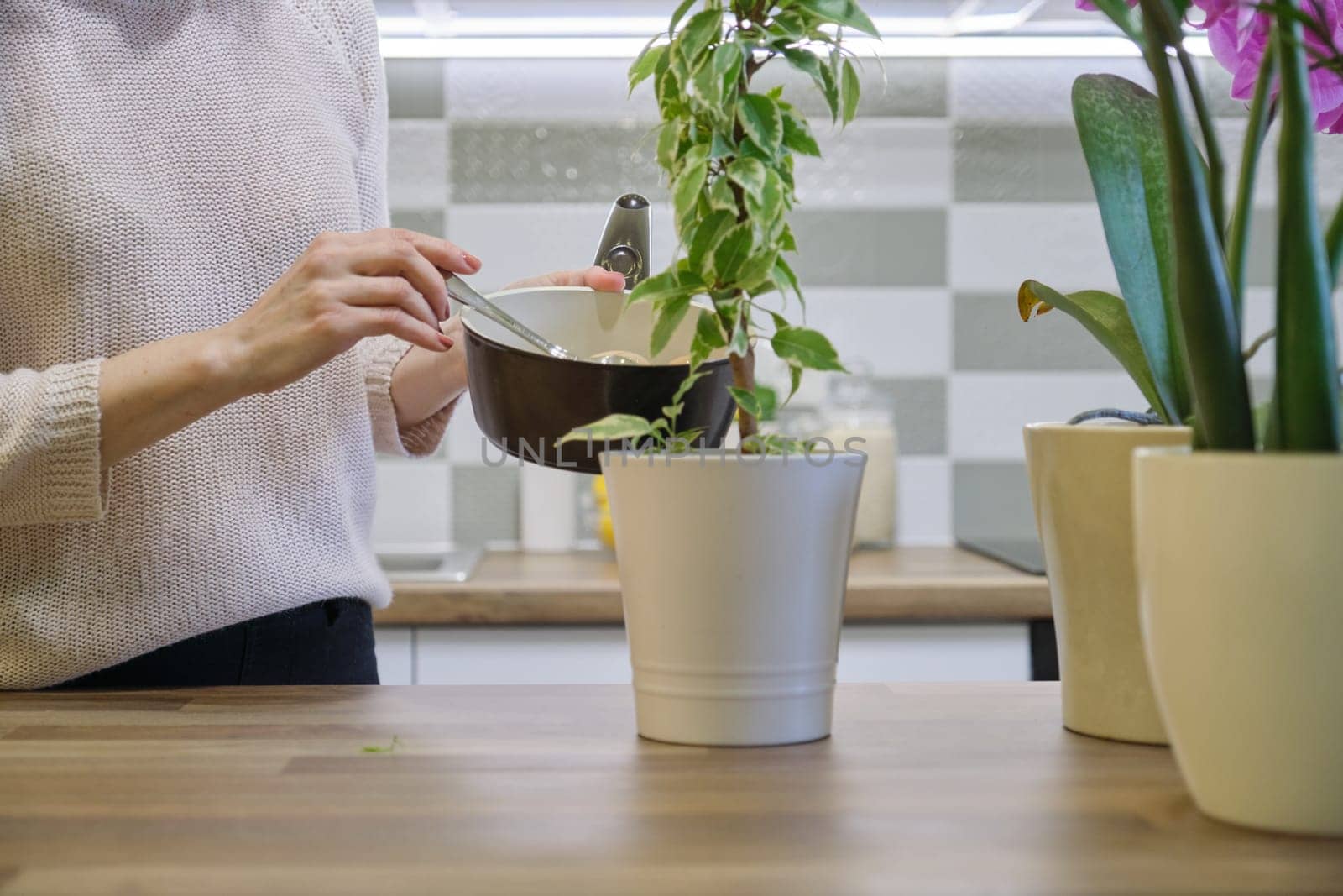 Natural fertilizer water after boiling eggs, woman watering plant in pot by VH-studio