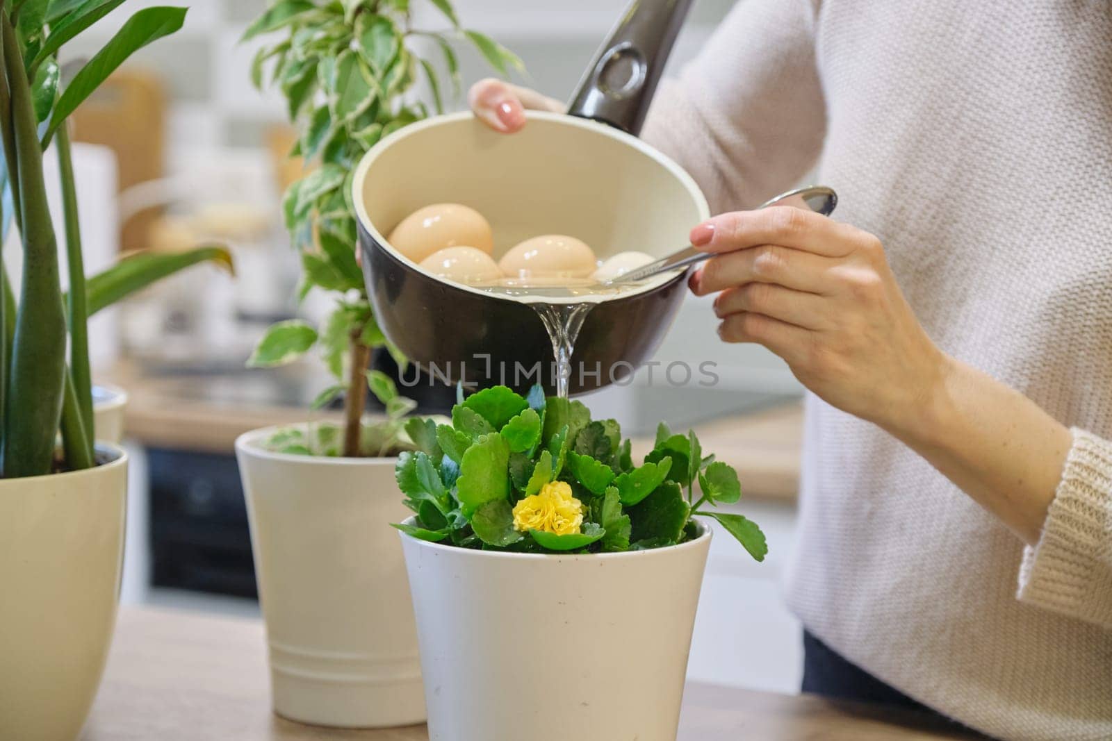 Natural fertilizer water after boiling eggs, woman watering plant in pot.