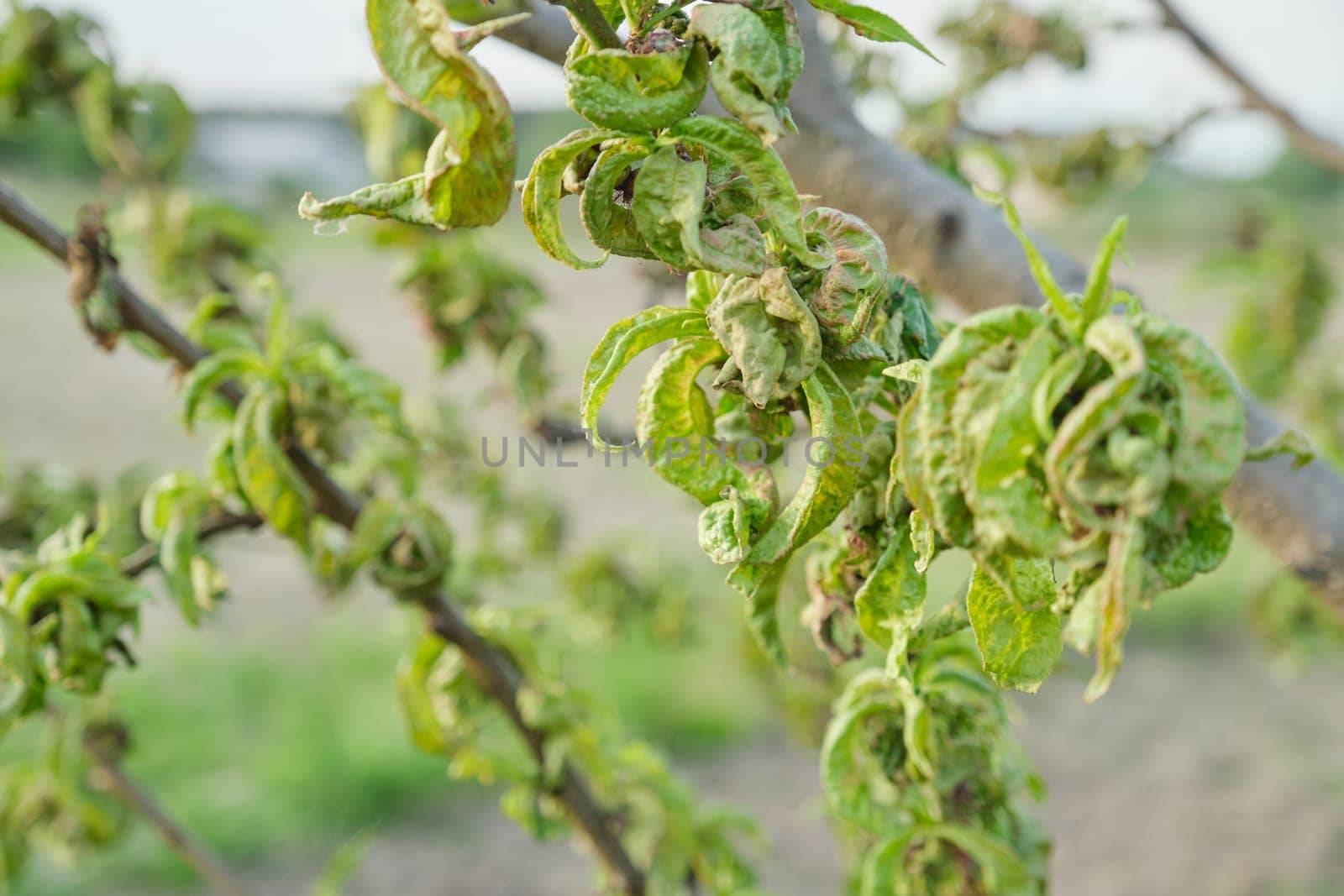 Peach tree affected by fungal diseases, spring season in the garden by VH-studio