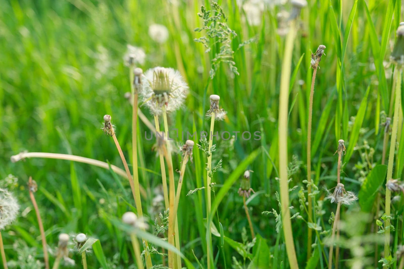 Green grass in the meadow, spring texture background.