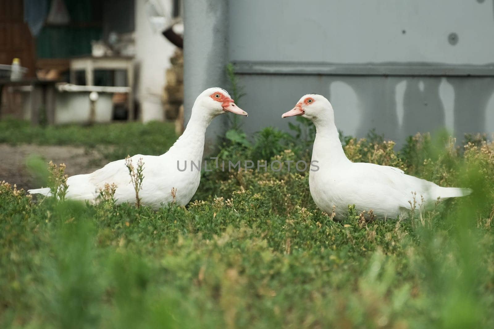 Two white big ducks with red eyes standing on the grass and looking at each other, rustic background