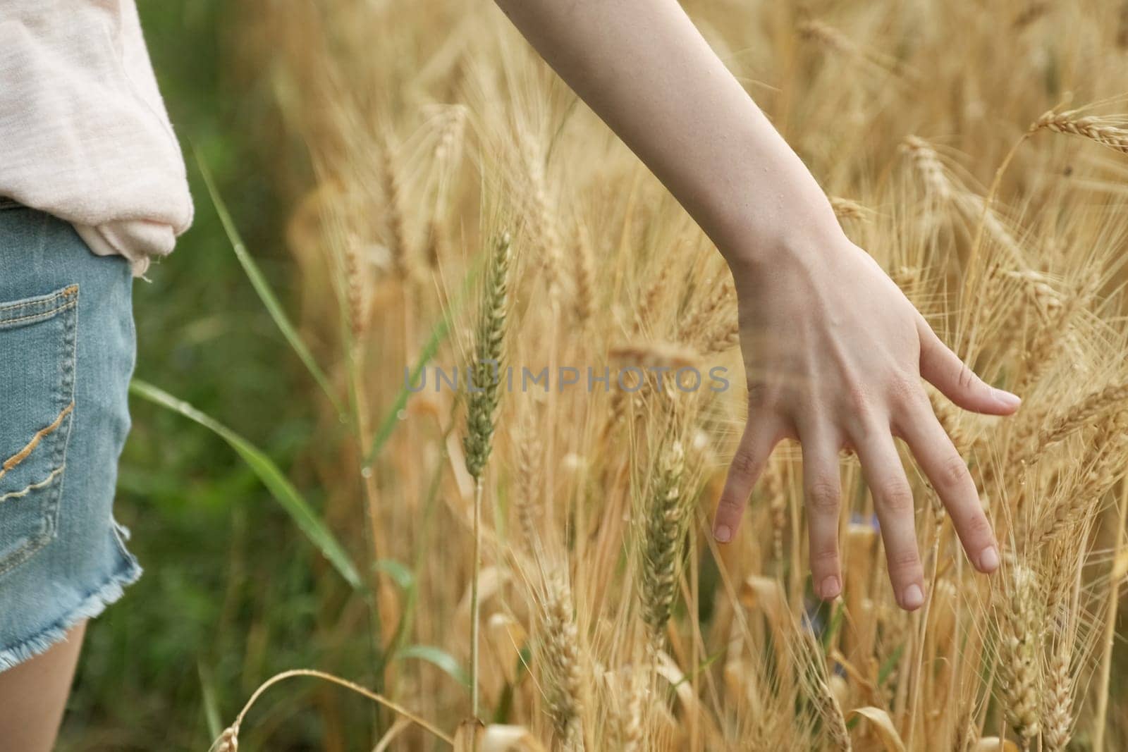Closeup of hand girl touching yellow spikelets of wheat in field, golden hour, wheat with droplets of rainwater