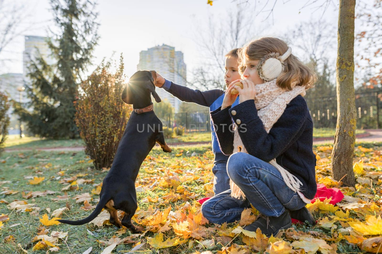 Children boy and girl playing with dachshund dog in a sunny autumn park by VH-studio