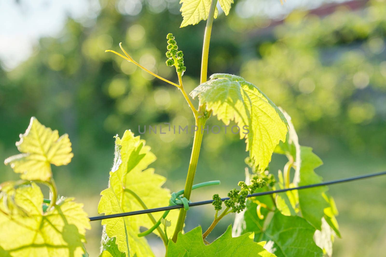 Branches of green leaves of vine, vineyard in spring.