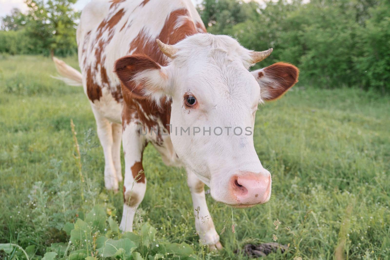 Closeup of cow grazing in meadow, sunny summer day brown white cow by VH-studio