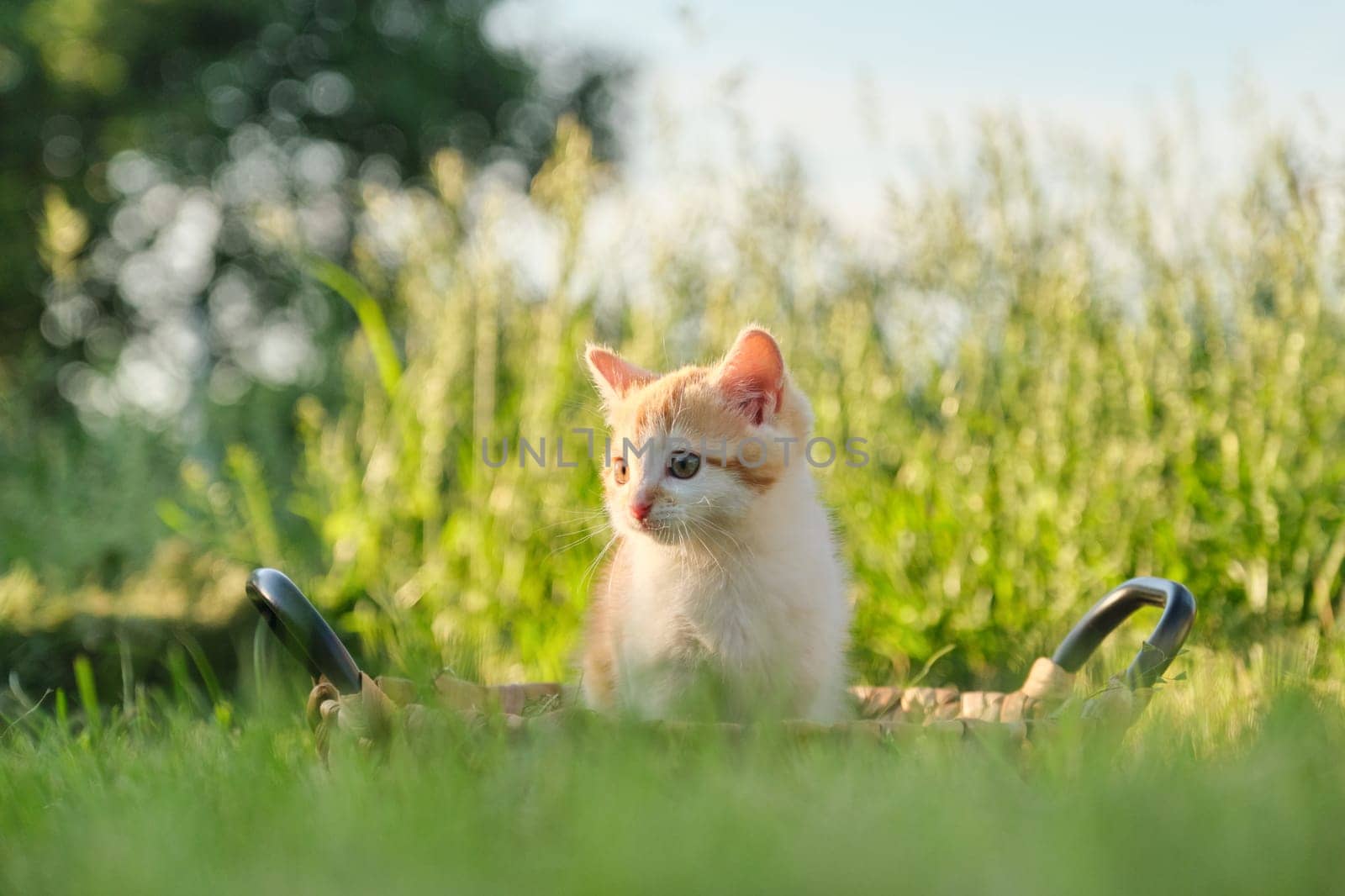 Cute little red fluffy kitten in basket on green sunny grass, golden hour