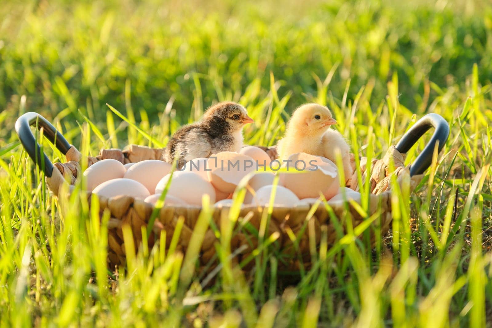 Basket with natural fresh organic eggs with two little newborn baby chickens by VH-studio