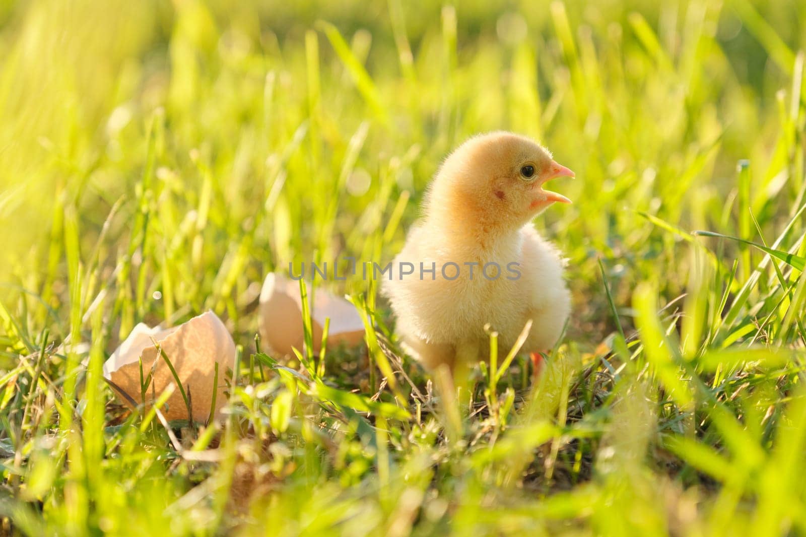 Newborn chicken with eggshell, green grass background in sunlight.