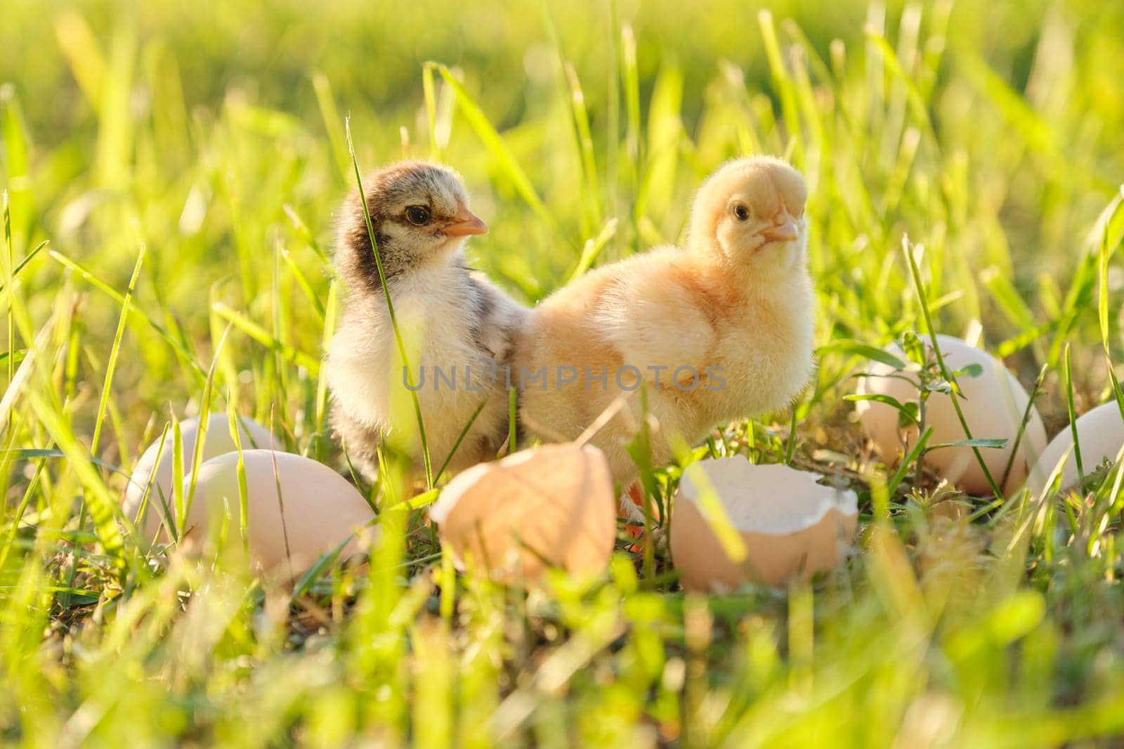 Two newborn chicken with cracked eggshell eggs. Sunny grass background, golden hour, country rustic style