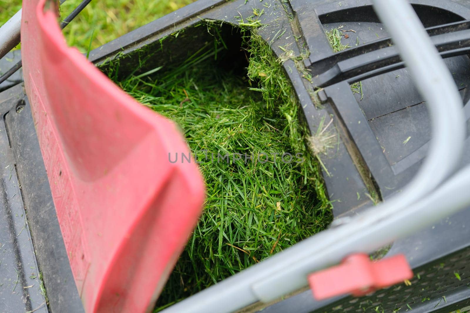 Close up of fresh mowed grass in a lawn mower.