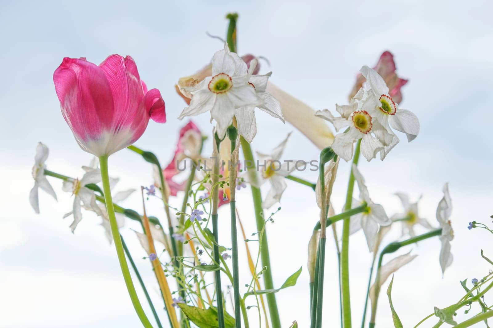 Bouquet of faded spring flowers, tulips and white daffodils dried up by VH-studio
