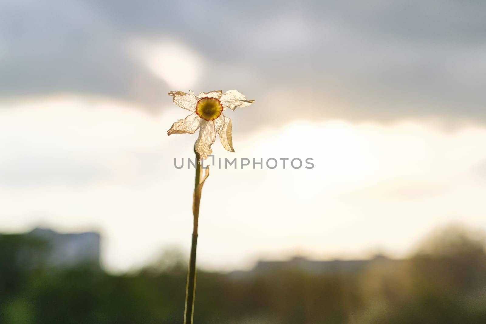 Single flower withered white daffodil, dramatic evening sunset sky with clouds.
