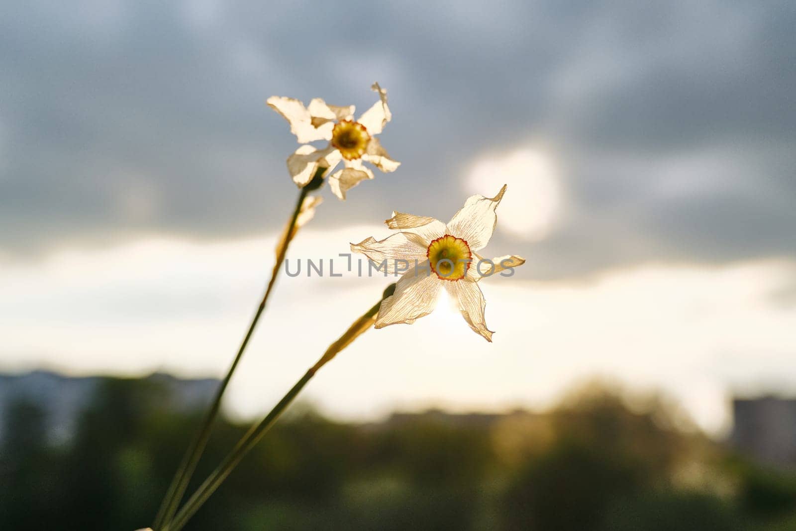 Two withered flowers of white daffodil in hand woman, dramatic evening sunset sky with clouds by VH-studio