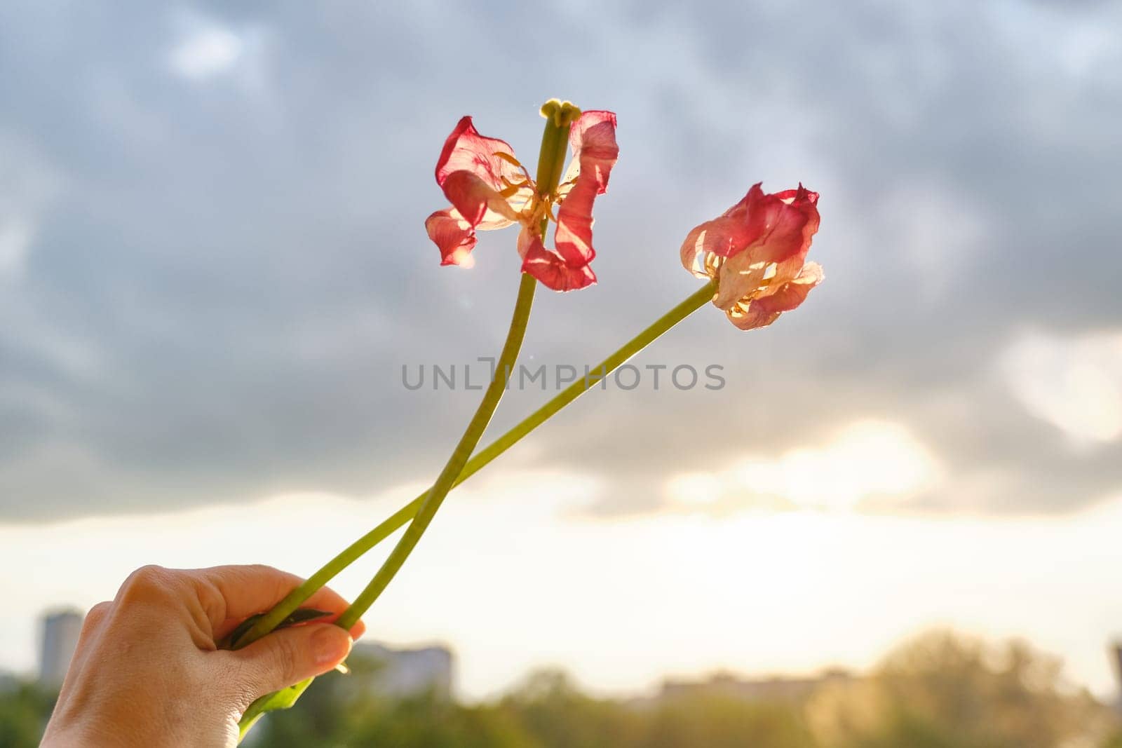Two withered flowers of tulips in hand woman, dramatic evening sunset sky with clouds.