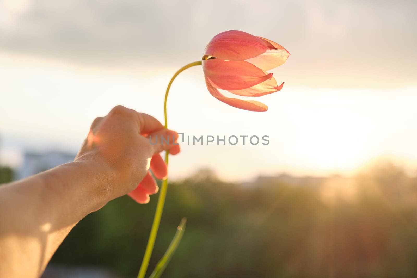 Single flower in female hand. Beautiful tulip, sky background with clouds, evening sunset.