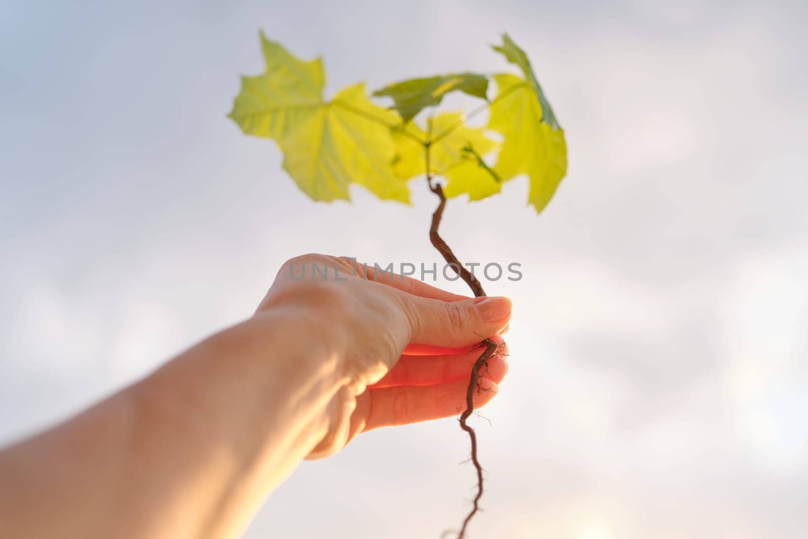 Hand holding sprout of small maple tree, conceptual photo, dramatic sky background with clouds, evening sunset by VH-studio