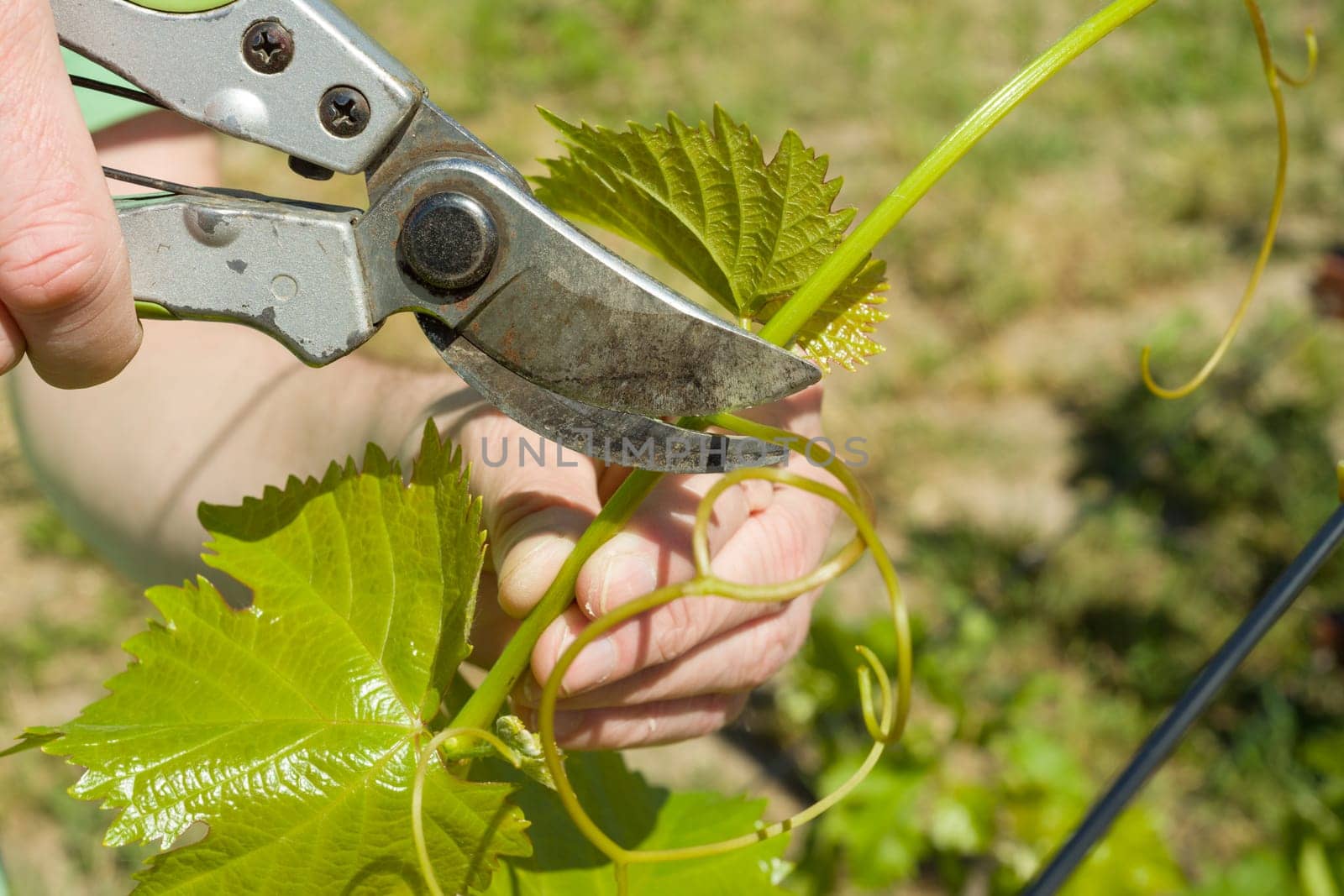 Spring garden, care, pruning. Male hands with pruner trimming grapevine at spring garden is working with bush of grapes.