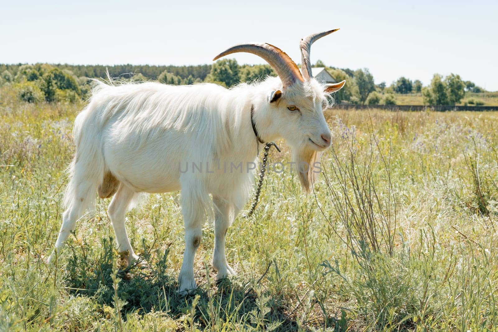 White domestic goat standing on green rural lawn on sunny summer day by VH-studio