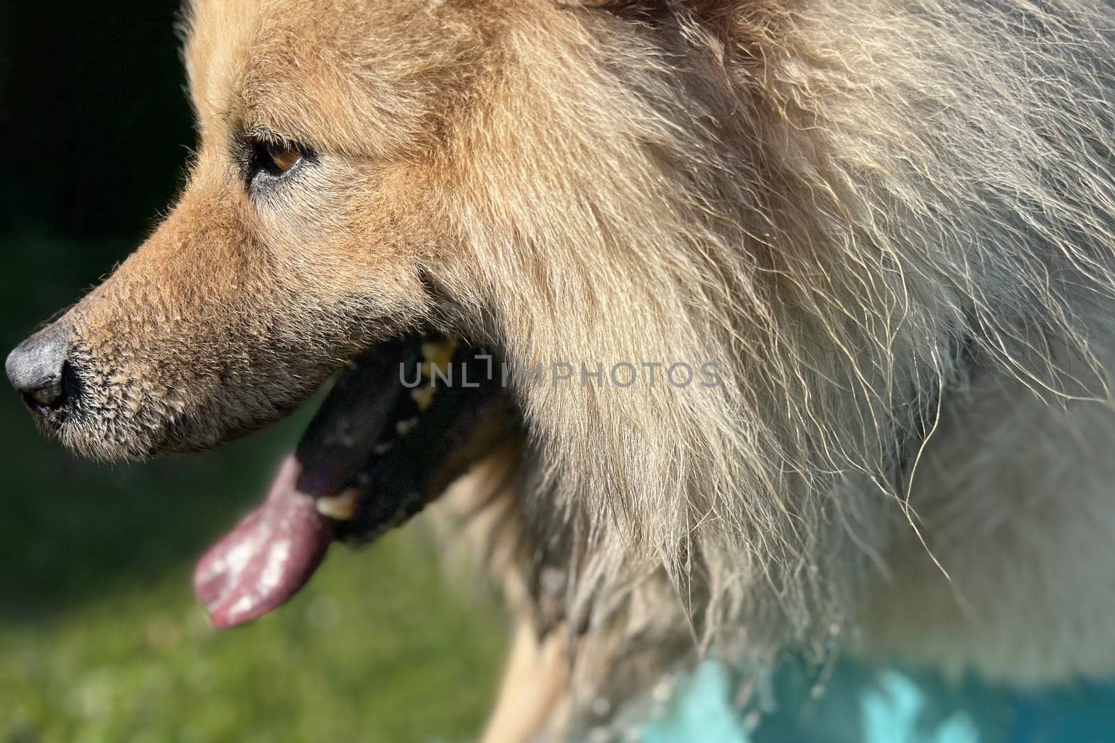 Dog canine eurasier dog iwith blue tongue