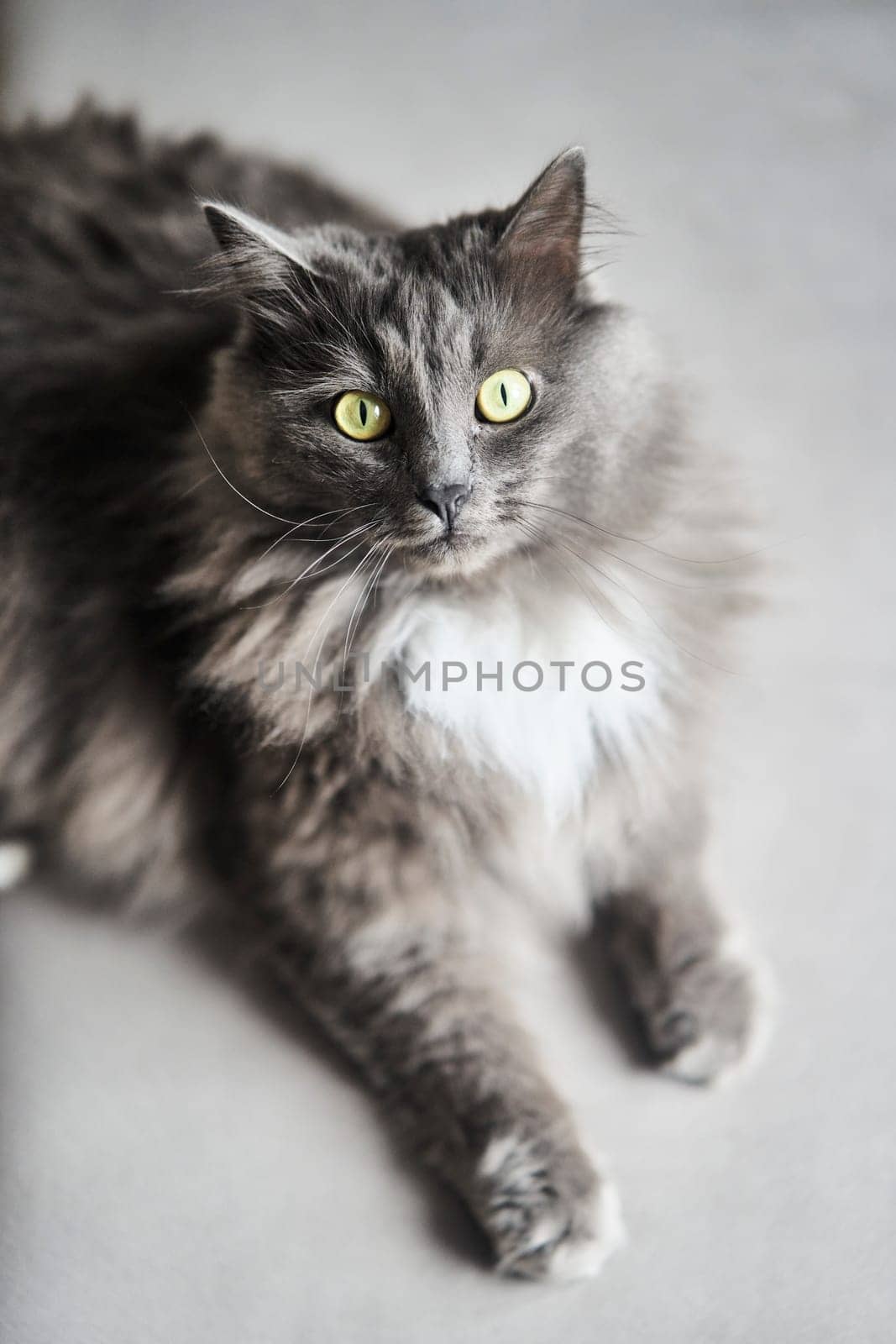 Close-up portrait of a big gray cat. High quality photo